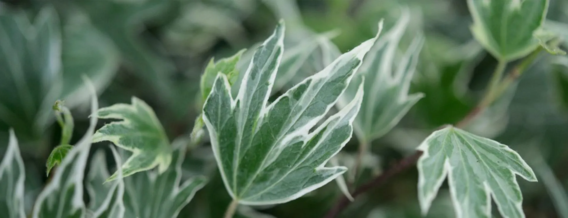 Green Screens detail